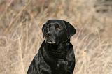 LABRADOR 1118